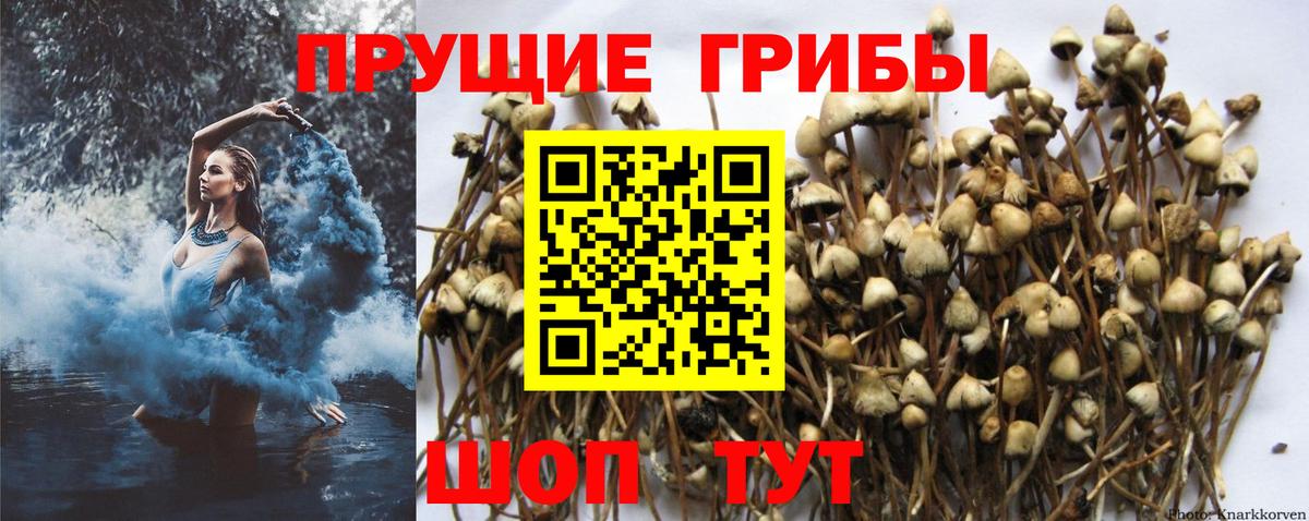 Галлюциногенные грибы Psilocybe Белово